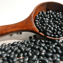 Crop 2013 BIG black beans